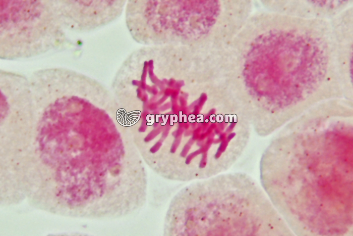 Mitose cellules de racine d'Ail - Métaphase x800 - gryphea.com